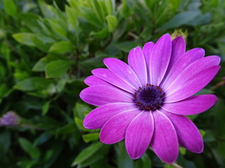 Fototapeta premium FLORES MORADAS. OSTEOSPERMUM. DECORACIÓN DE JARDÍN.