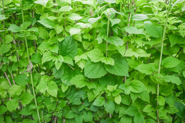  Bright green leaves Texture Background.
