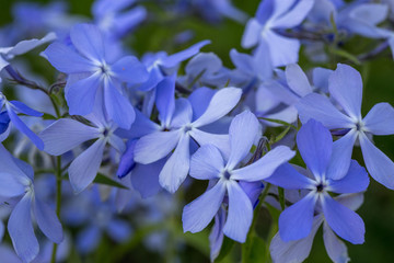 Phlox divaricata - wild sweet william - woodland phlox - wild blue phlox
