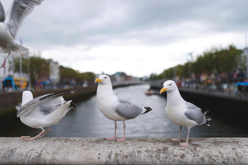 seagulls standing on bridge