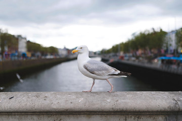 seagull walking on bridge