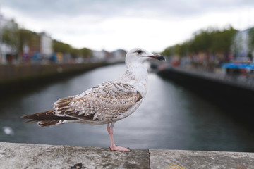 seagull on bridge at river