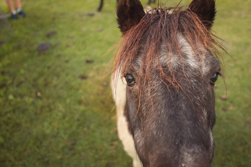 Pony looking through fence, close up of face