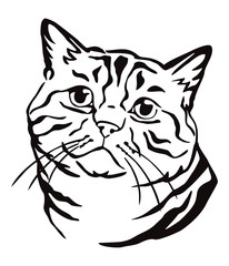 Decorative portrait of Cat 2