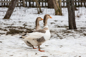 geese walk on a rural farm in winter
