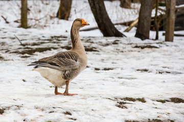 goose walk on a rural farm in winter time