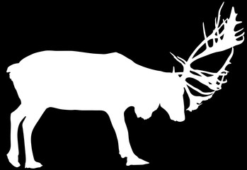 single reindeer silhouette isolated on black