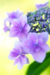 美しい額紫陽花_ソフトイメージ