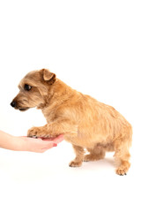 お手をするノーフォークテリア