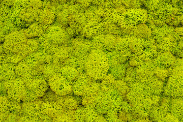 Moss background made of reindeer lichen Cladonia rangiferina. Mossy texture spring green. Green moss texture, background.