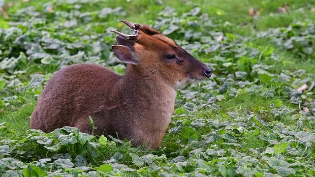 Reeves's muntjac (Muntiacus reevesi) male, native to southeastern China and Taiwan