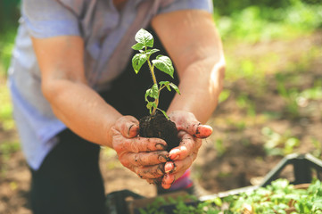 Young plant in wrinkled hands. Seedling in the hands of an elderly woman close-up. Ecology concept, recycling and copy space. Planting seedlings in the spring in the ground.