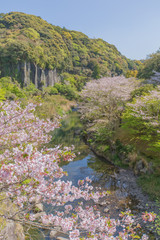 春の鹿児島にて石橋と桜の風景
