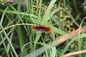 Red caterpillar with white streak