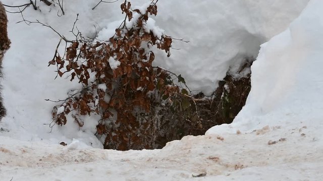 One year old brown bear cub (Ursus arctos arctos) playing with twigs at den entrance in the snow in winter