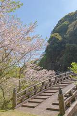 春の鹿児島にて石橋と桜の風景