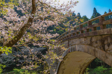 春の鹿児島にて石橋と桜の風景