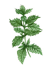 Watercolor lemon balm mint twig. Hand drawn herbal illustration