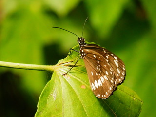 Papillon noir et blanc