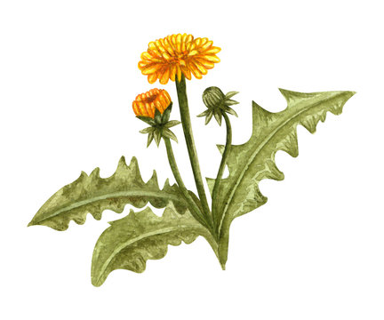 Watercolor dandelion spring plant with yellow flowers and buds. Hand drawn illustration on white background