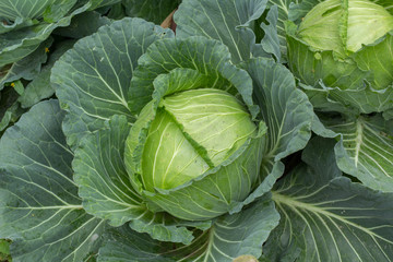 head of cabbage - Powered by Adobe