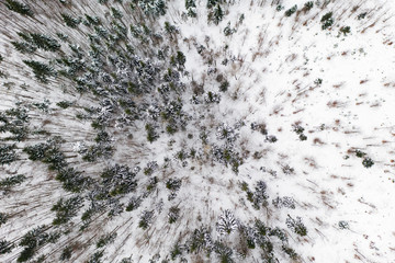 Aerial drone view of a winter landscape. Snow covered forest.