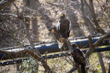 オオワシ, steller's sea eagle