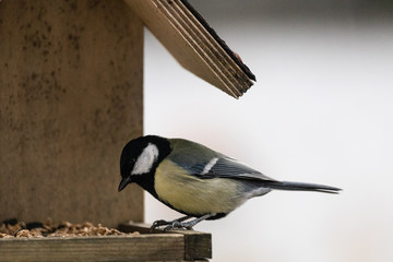 Kohlmeise frisst Sonnenblumenkerne im Vogelhäuschen