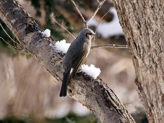 冬のヒヨドリ　雪と共に枝にとまる
