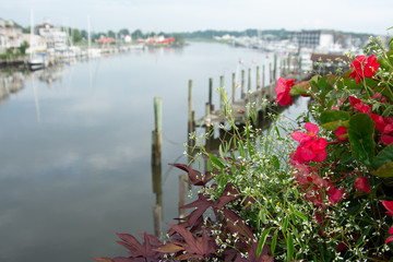 View of canal with flowers in foreground and soft focus background