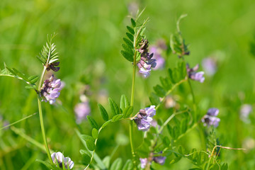 Vogel-Wicke (Vicia cracca)	