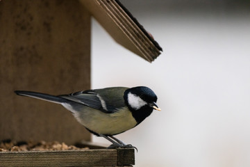 Kohlmeise frisst Sonnenblumenkerne im Vogelhäuschen