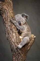 Wandaufkleber Koala © manuk74