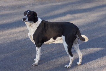 one big black white dog stands on the gray asphalt of a street road