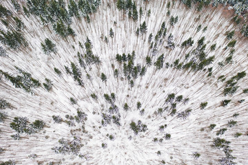 Aerial drone view of a winter landscape. Snow covered forest.