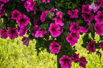 pink flowers in the garden - 318914799