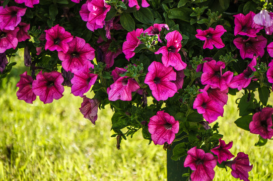 Purple petunia flowers on a background of green grass