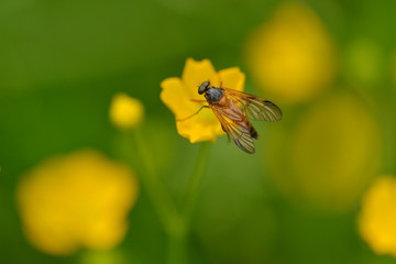 Rhagio vitripennis / Schwarzfüßige Schnepfenfliege	