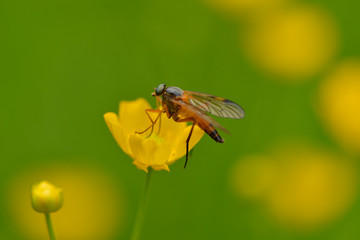 Rhagio vitripennis / Schwarzfüßige Schnepfenfliege	