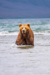 Dominant le paysage, les ours bruns du Kamtchatka (Ursus arctos beringianus)