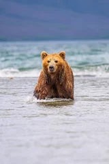 Photo sur Plexiglas Bleu Jeans Dominant le paysage, les ours bruns du Kamtchatka (Ursus arctos beringianus)