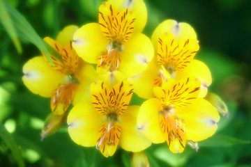 美しいアルストロメリア_ソフトイメージ