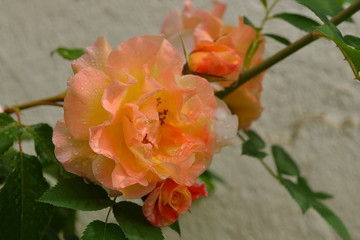 Rosen mit Regentropfen