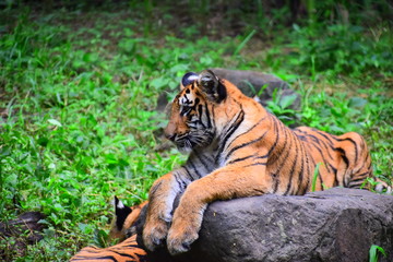 tiger in zoo