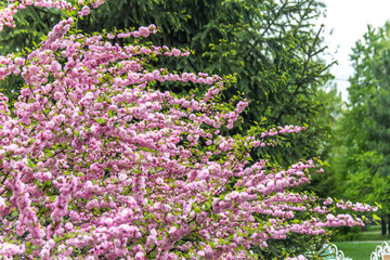 Obraz premium Beautiful Sakura flowers (Japanese cherry)