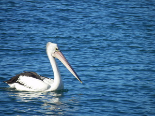 Pélican