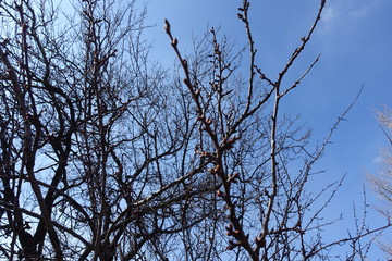 Bare branches of apricot tree with closed buds against blue sky in early spring