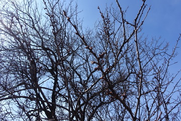Branches of apricot with closed buds against blue sky in early spring