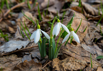Snowdrop belongs to the first flowers of spring.T he picture was taken at the end of the day in a leafy forest.