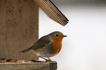 Rotkehlchen frisst Haferflocken im Vogelhäuschen
